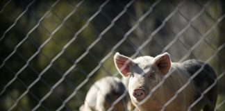 Filosofi Makanan Haram dan Veganisme dalam Islam