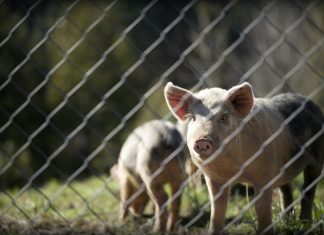 Filosofi Makanan Haram dan Veganisme dalam Islam