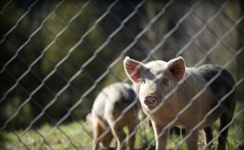 Filosofi Makanan Haram dan Veganisme dalam Islam
