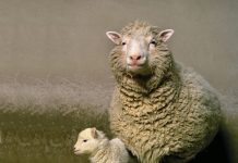 Rekayasa Genetika: Keterbatasan Manusia Memanipulasi Kehidupan