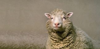 Rekayasa Genetika: Keterbatasan Manusia Memanipulasi Kehidupan