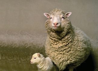 Rekayasa Genetika: Keterbatasan Manusia Memanipulasi Kehidupan