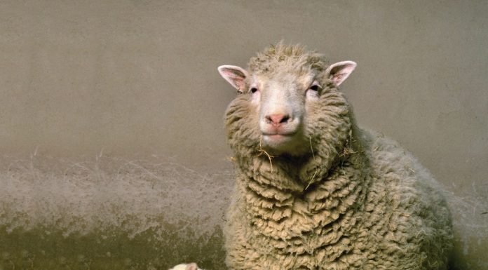 Rekayasa Genetika: Keterbatasan Manusia Memanipulasi Kehidupan