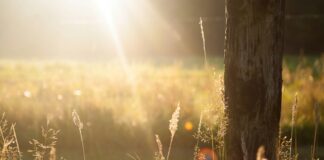 Mukjizat Huruf Basmalah