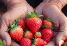 Mengambil Jalan Pertengahan Solusi untuk Strawberry Parents