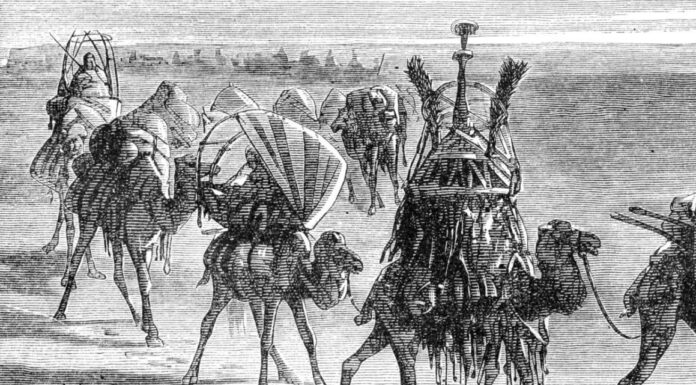 Belajar dari barisan Unta, Tajamnya Kaktus dan Sholat Berjamaah.